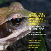 Connaître et protéger les amphibiens et les milieux humides de la région bruxelloise